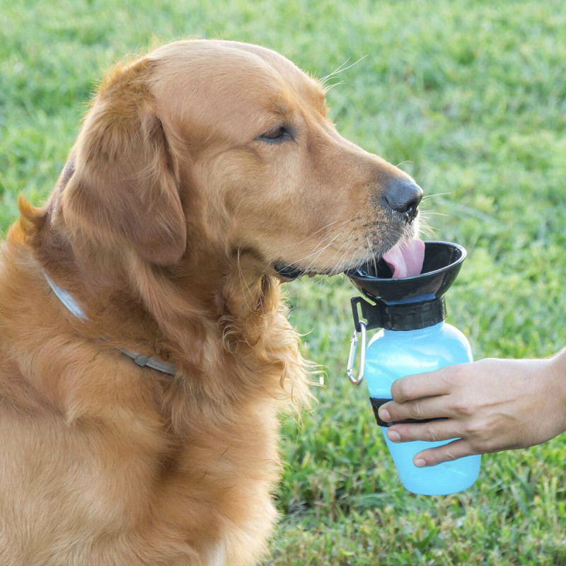 Bouteille Abreuvoir pour Chiens InnovaGoods Drinkers and feeders